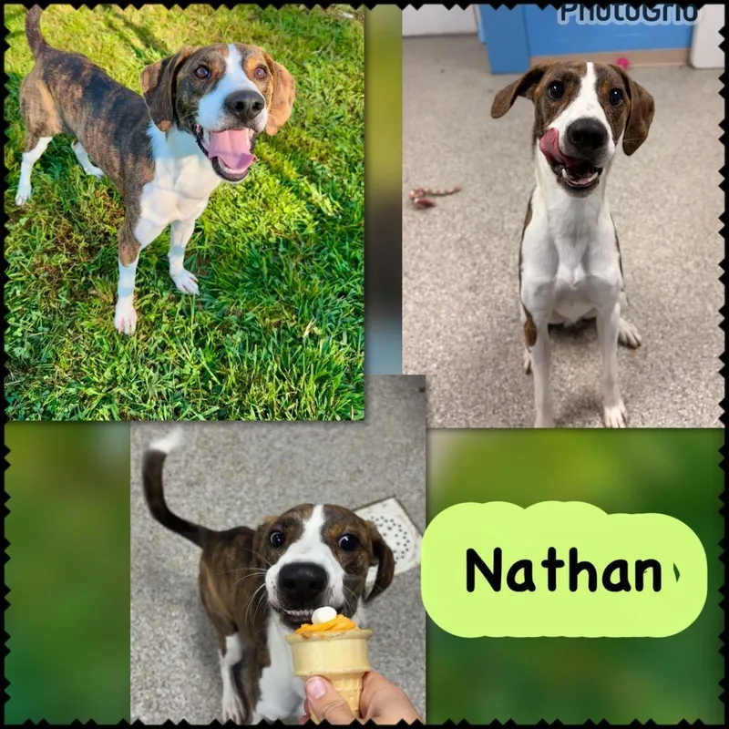 A young medium-sized male Hound dog named Nathan for adoption in Blountville, TN