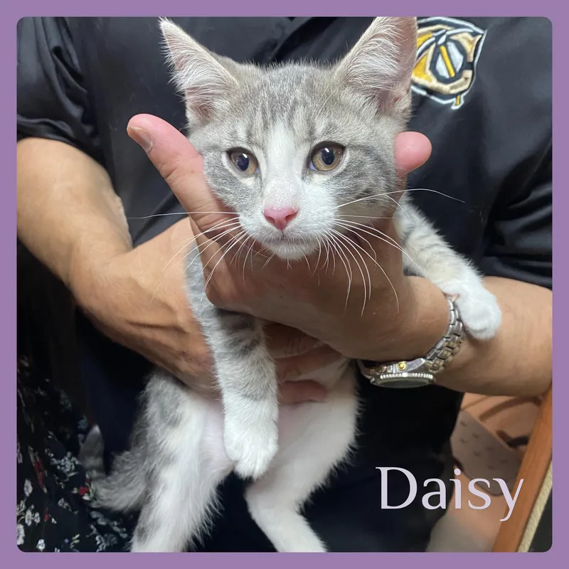 Daisy