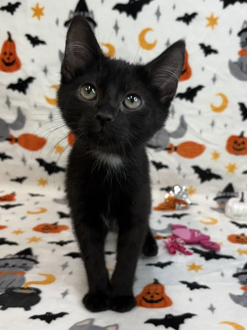 A baby medium-sized male Black Domestic Short Hair cat named Trick for adoption in Wetumpka, AL