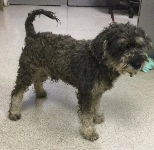 A young medium-sized male Terrier dog named Faucet for adoption in Riverside, CA