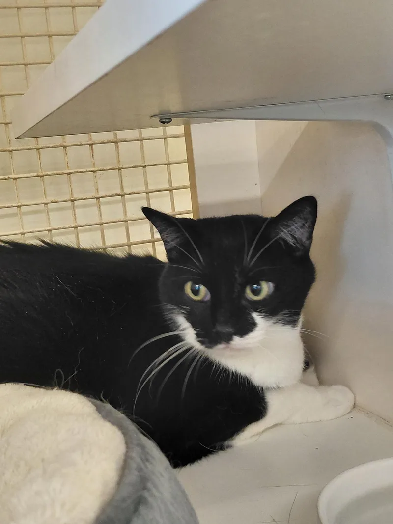 Moon Pie & Batman thumbnail 4