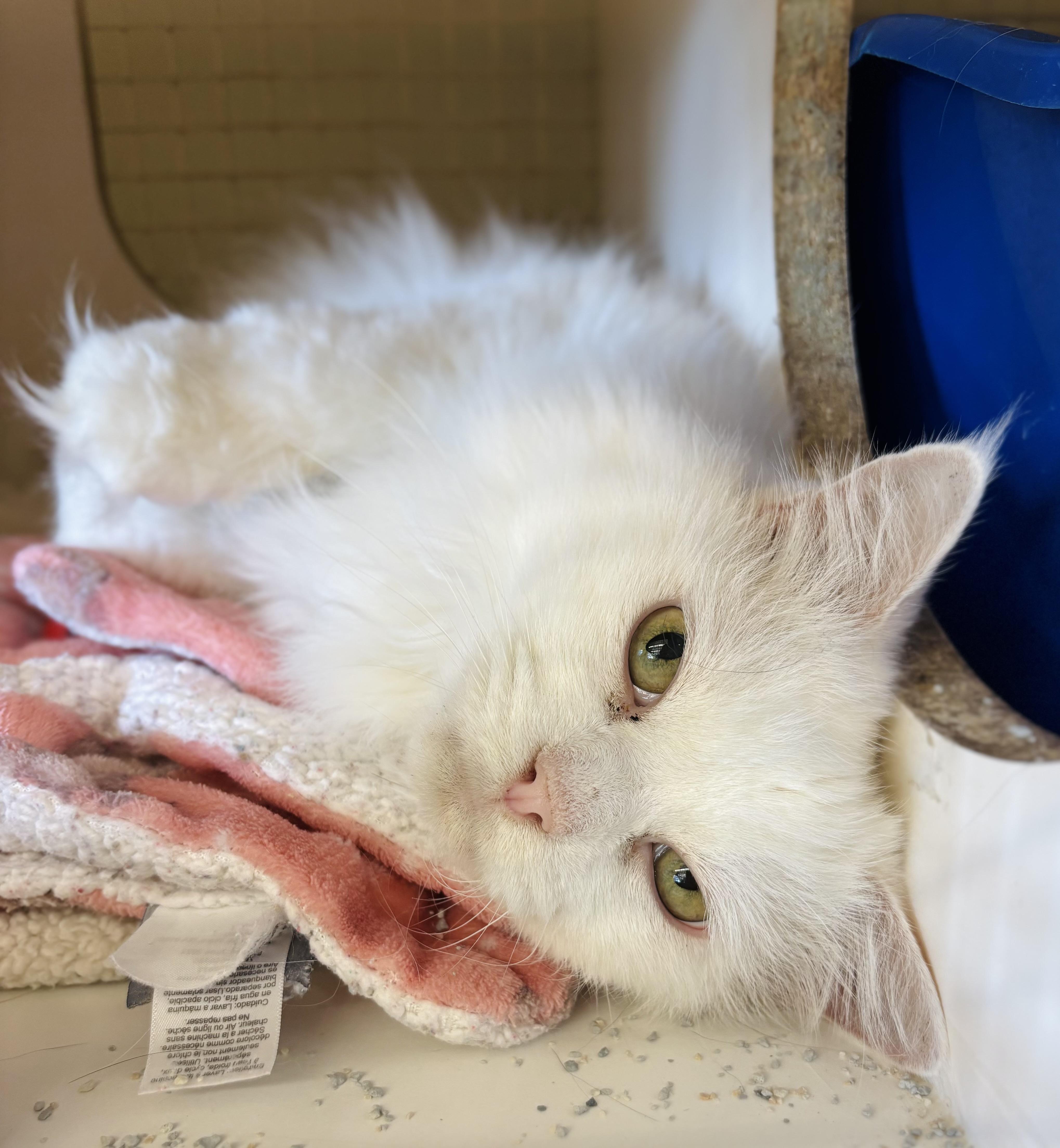 Moon Pie & Batman thumbnail 5