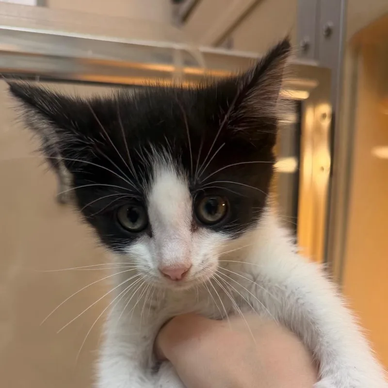 A baby small-sized female White Domestic Short Hair cat named Nubbin for adoption in Beckley, WV