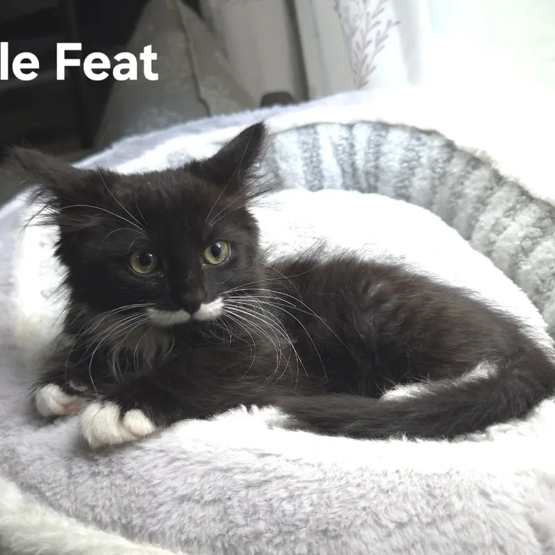 Little Feat thumbnail 3