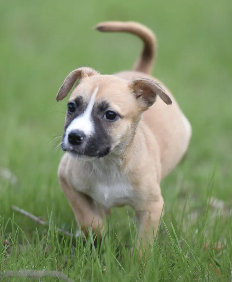 A baby small-sized female Chihuahua dog named Brynlee for adoption in Mechanicsburg, PA