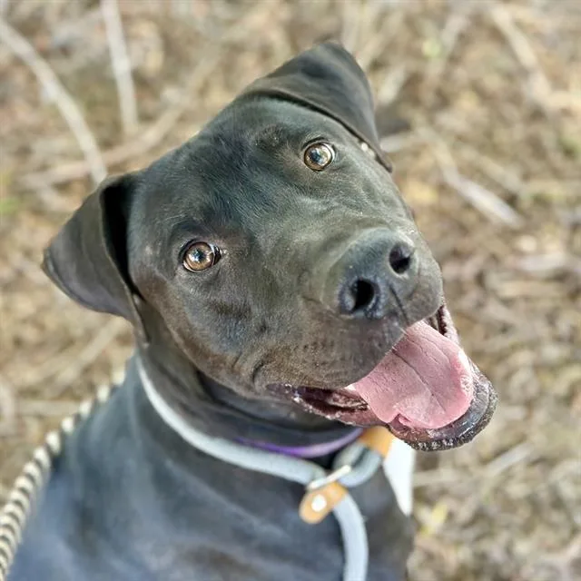 An adult large-sized male Pit Bull Terrier dog named Huey for adoption in Tucson, AZ