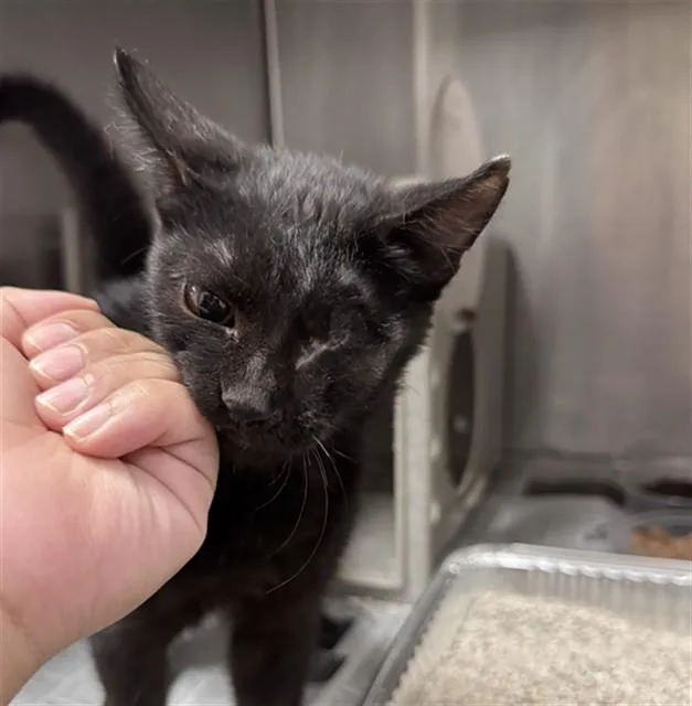 A baby small-sized male Domestic Short Hair cat named Ozzie for adoption in Thousand Palms, CA
