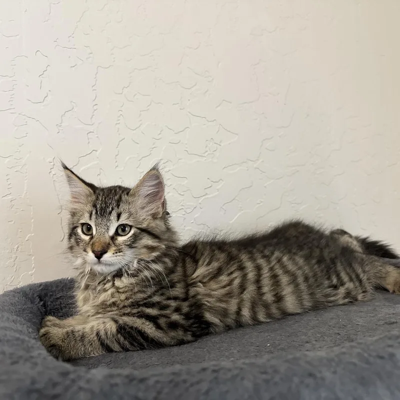 A baby small-sized male Brown / Chocolate Domestic Long Hair cat named Ash for adoption in Spokane, WA