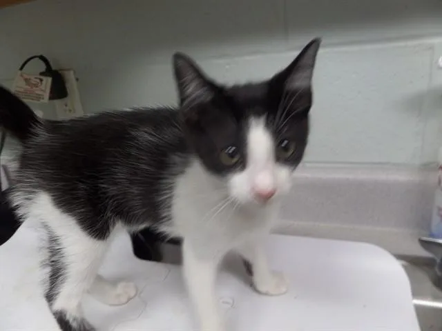 A baby small-sized male Domestic Short Hair cat named Buster for adoption in Augusta, GA