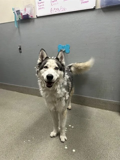 An adult large-sized male Siberian Husky dog named Coby for adoption in Las Vegas, NV