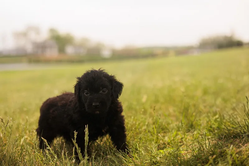 A baby medium-sized female Black Goldendoodle dog named Bettina  Transport for adoption in Gradyville, KY