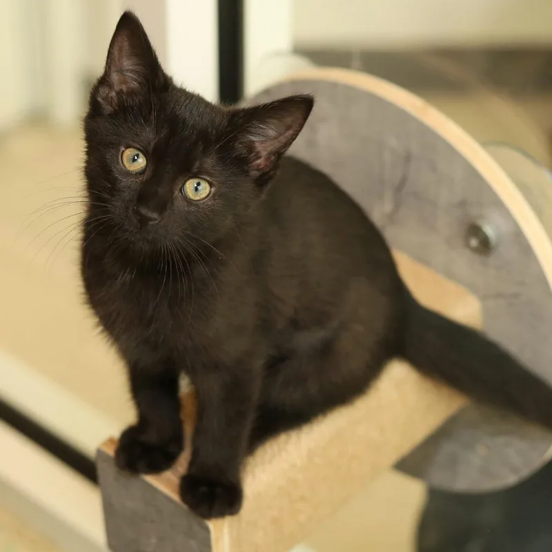 A baby small-sized male Black Domestic Short Hair cat named Danish for adoption in Evansville, IN