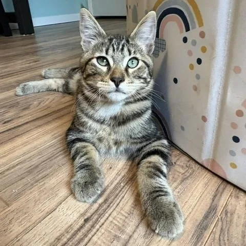 A baby medium-sized male Tabby (Brown / Chocolate) Domestic Short Hair cat named Lucky Charm for adoption in Ferndale, WA
