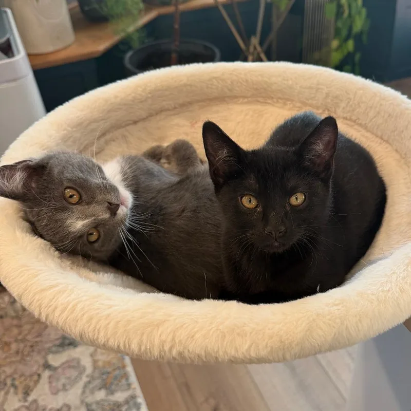 A baby medium-sized female Black Domestic Short Hair cat named Norberta for adoption in Springfield, OR