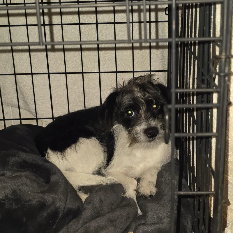 A baby small-sized male Chihuahua dog named Clovis for adoption in Nyack, NY