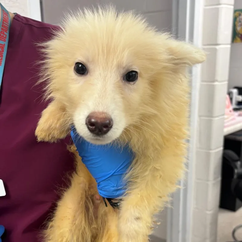 A baby small-sized male Collie dog named Cletus for adoption in Indianapolis, IN