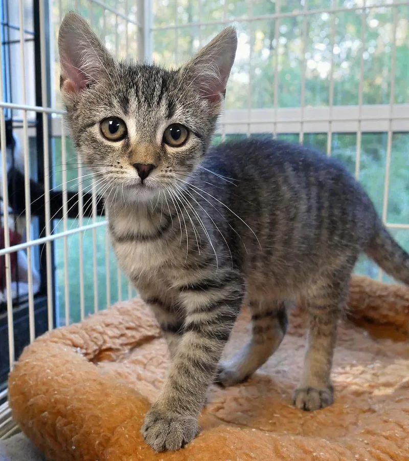 A baby small-sized female Tabby cat named Gremlin for adoption in Bloomingdale, NJ