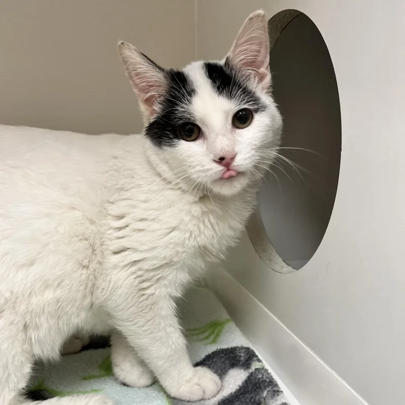 A baby small-sized male White Domestic Short Hair cat named Frost for adoption in Champaign, IL
