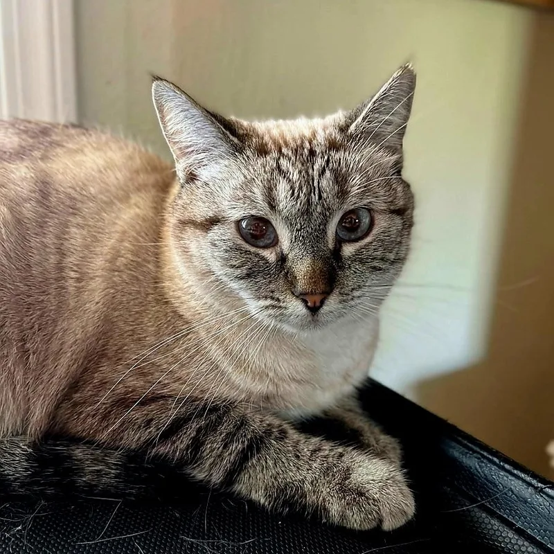 A young medium-sized female Siamese cat named Rio for adoption in SCOTTSDALE, AZ
