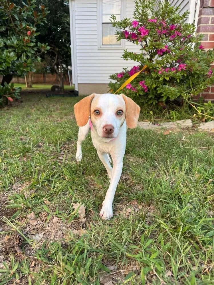 An adult small-sized female Beagle dog named Marcella for adoption in Milton, DE