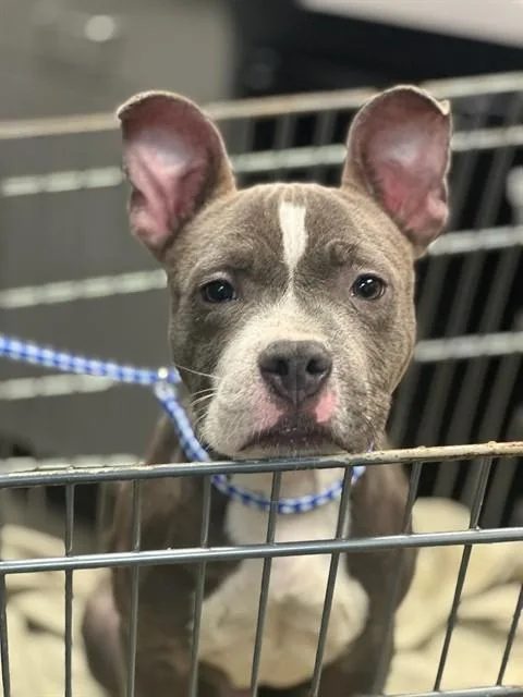 Scrappy Doo
