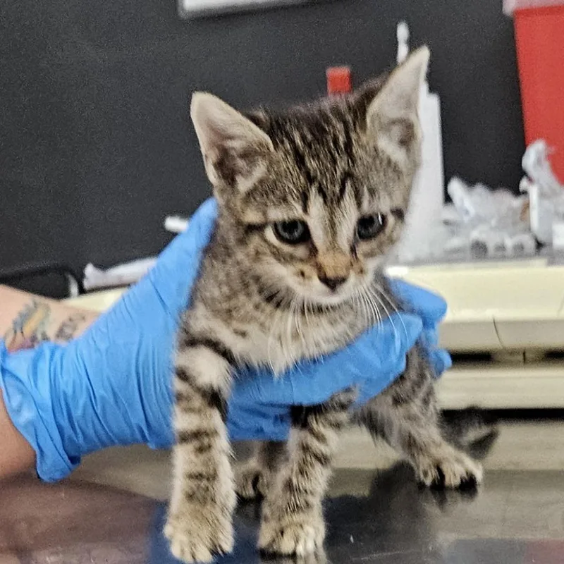 A baby small-sized female Gray / Blue / Silver Domestic Short Hair cat named Gaia for adoption in Livingston, TX