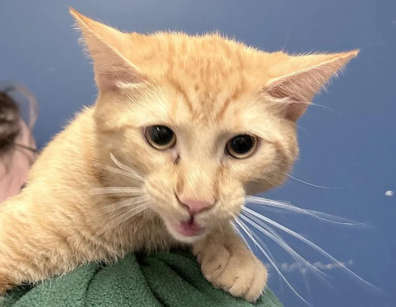 Cavatappi thumbnail 2