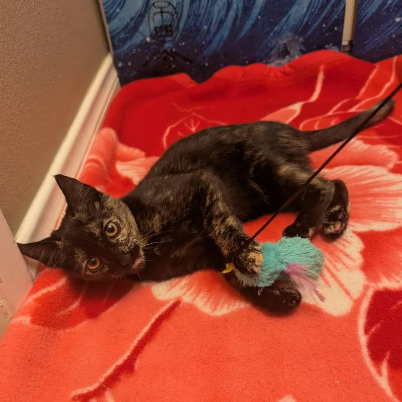 A baby small-sized female Tortoiseshell Domestic Short Hair cat named Lotus for adoption in Long Beach, CA