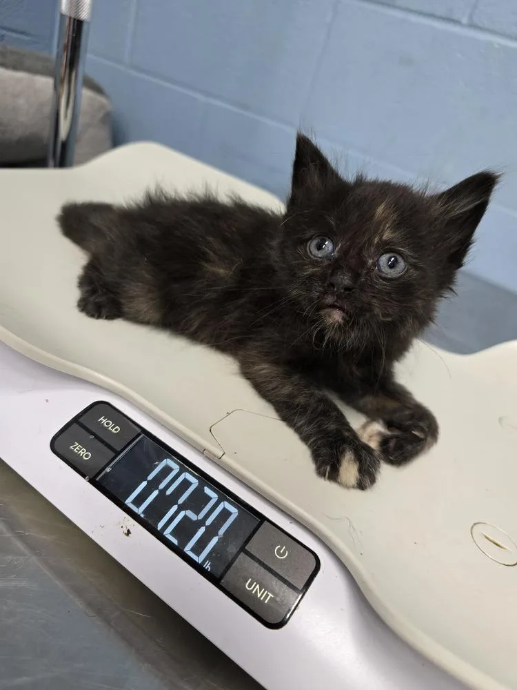 A baby small-sized female Domestic Short Hair cat named Beautyrest for adoption in Evansville, IN