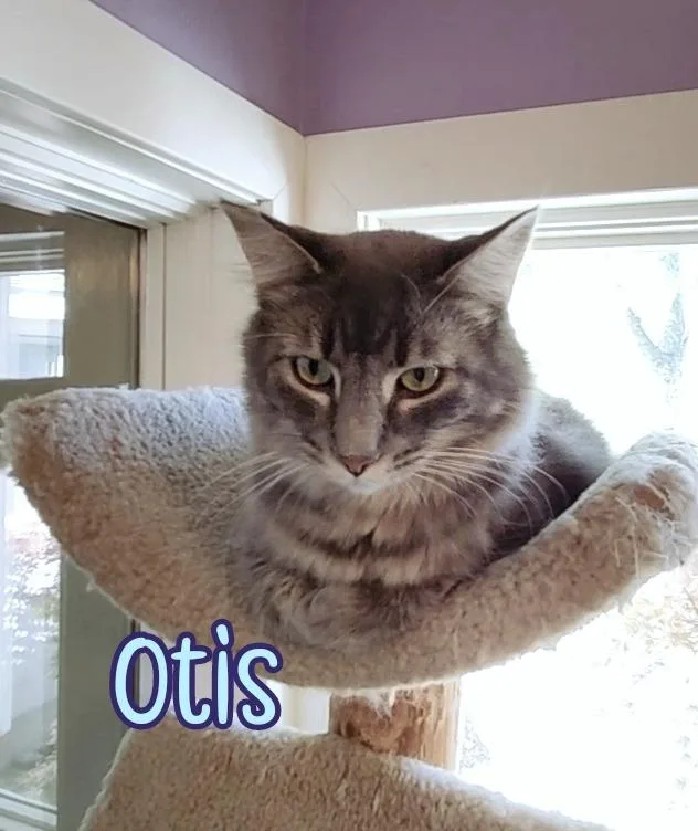 Otis thumbnail 3