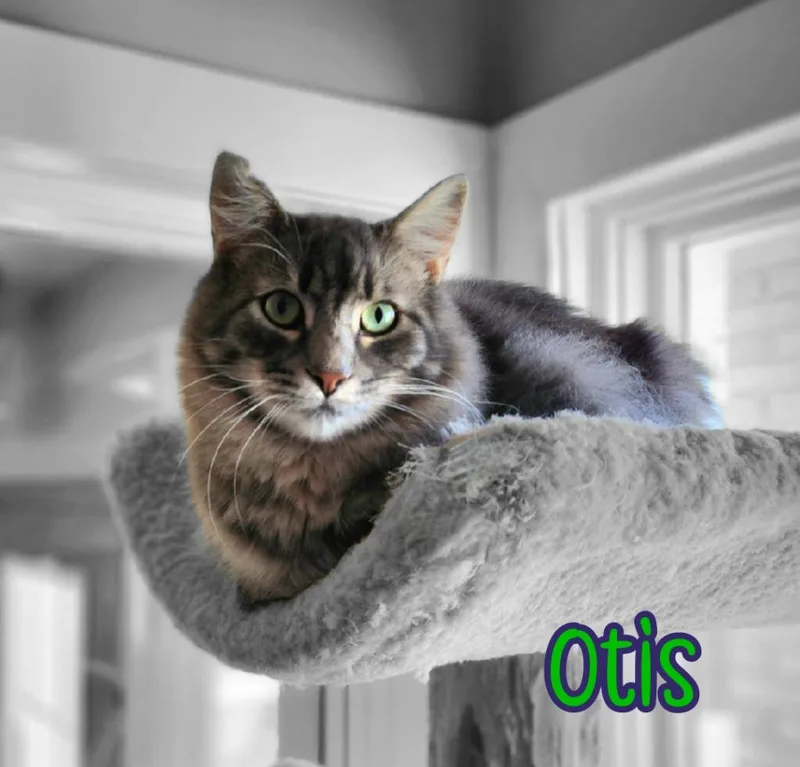 Otis thumbnail 5