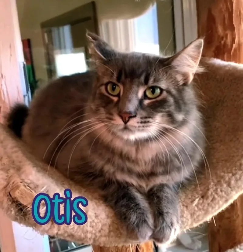 Otis thumbnail 6