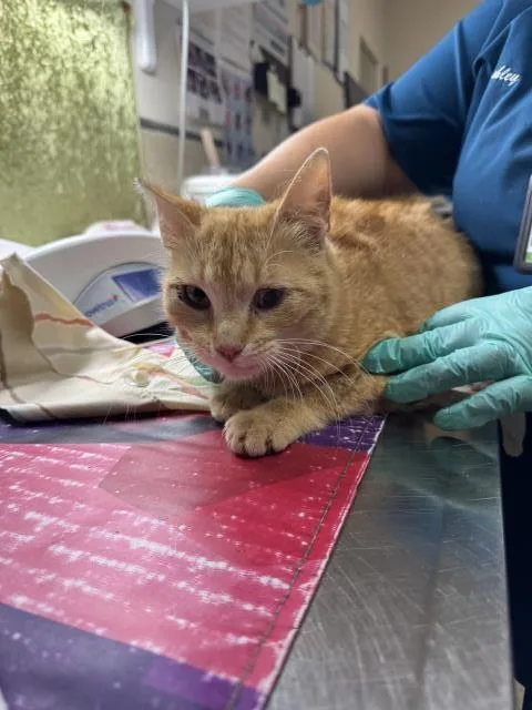 A young small-sized female Domestic Short Hair cat named Citrus for adoption in Riverside, CA