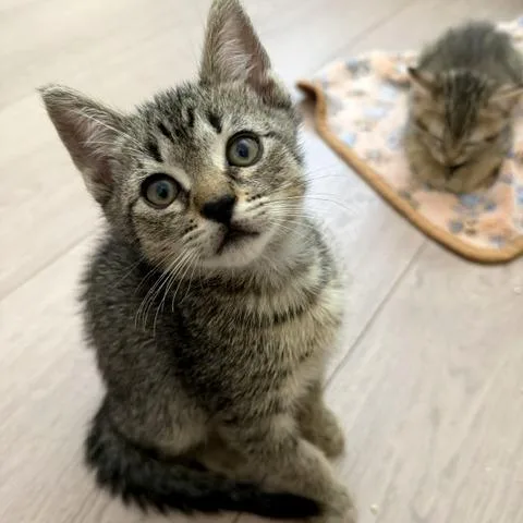 A baby small-sized male Brown / Chocolate Domestic Short Hair cat named Dobie for adoption in Upland, CA
