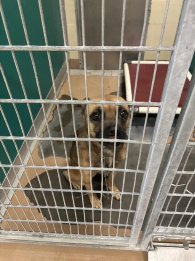 A young medium-sized male German Shepherd Dog dog named Rex for adoption in Texas City, TX