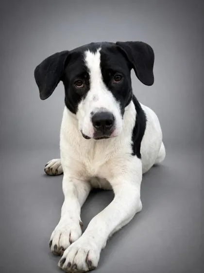 An adult large-sized female Pointer dog named Fergie for adoption in Bowling Green, KY