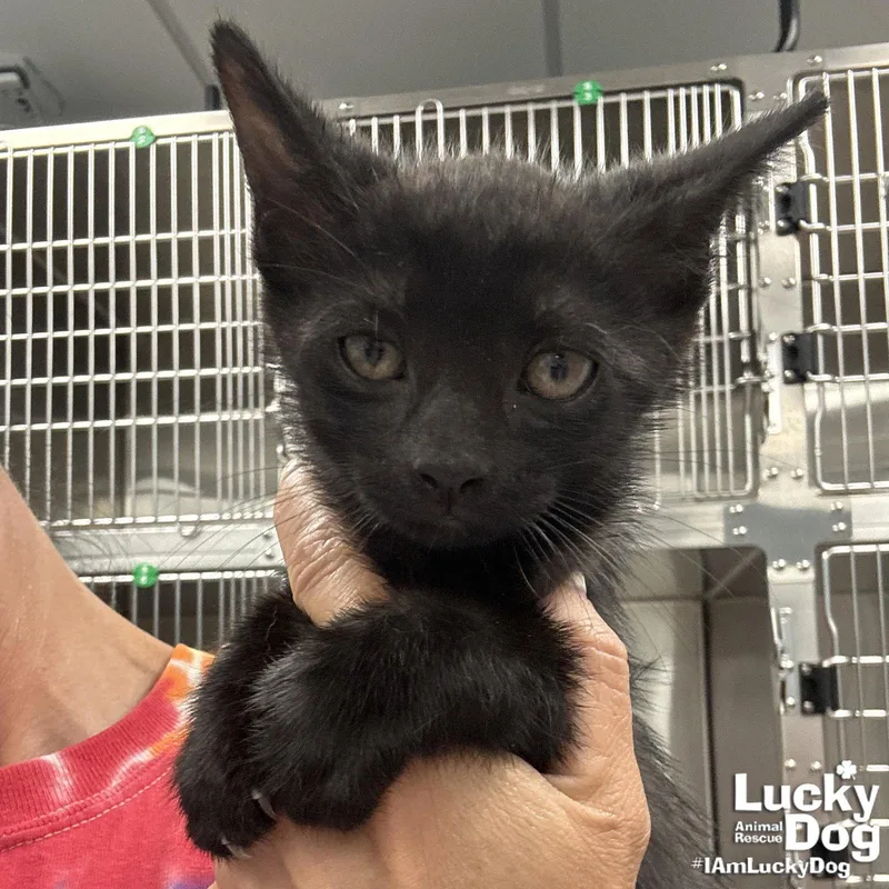 A baby medium-sized male Black Domestic Short Hair cat named Coal for adoption in Washington, DC