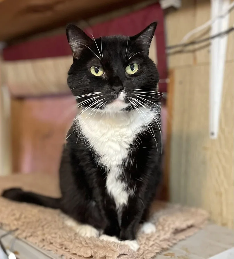 Tux