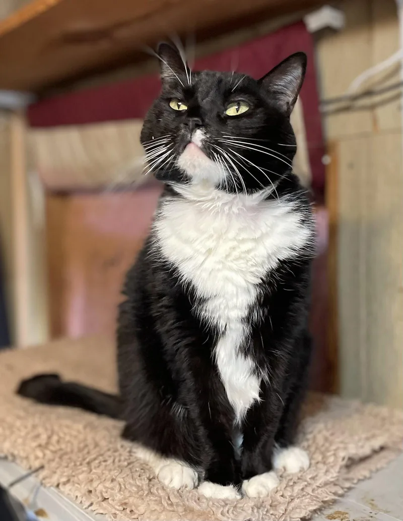 Tux thumbnail 2