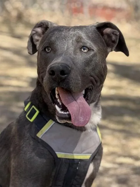 A young medium-sized male Pit Bull Terrier dog named Knickers for adoption in Albuquerque, NM