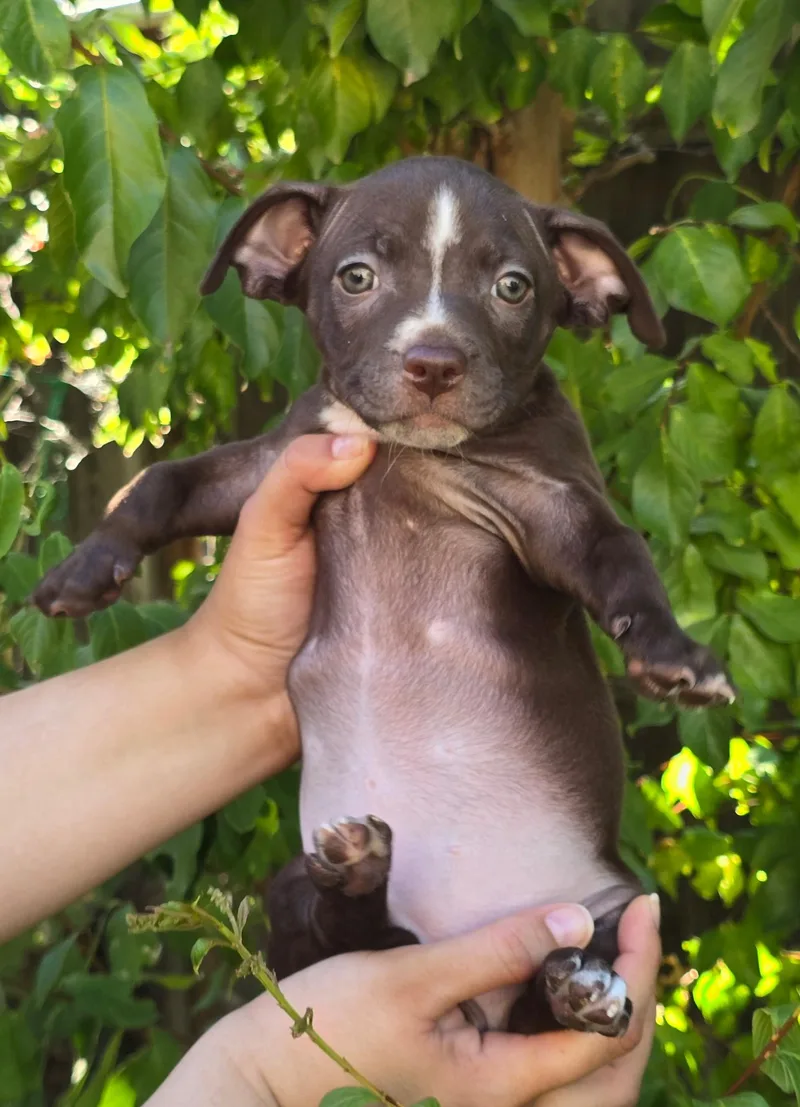 A baby small-sized female Chihuahua dog named Oreo for adoption in Redwood City, CA