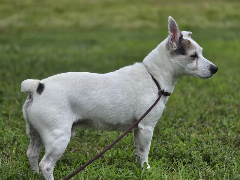 A senior small-sized male White / Cream Jack Russell Terrier dog named Leroy for adoption in Maynardville, TN