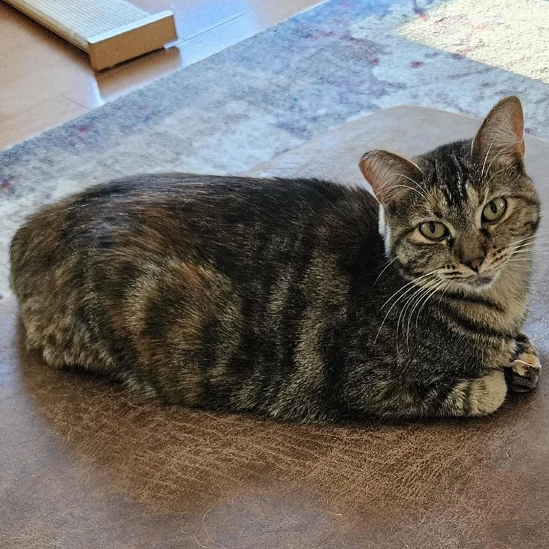 An adult medium-sized female Brown / Chocolate Domestic Short Hair cat named Molly for adoption in Traverse City, MI