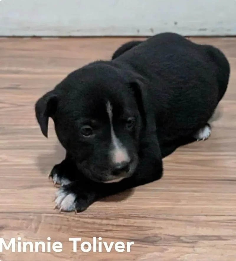 A baby medium-sized female Labrador Retriever dog named Minnie for adoption in El Dorado, AR