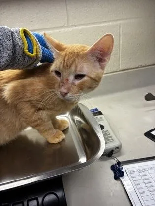 An adult medium-sized male Orange / Red Domestic Short Hair cat named Jarvis for adoption in Wichita, KS