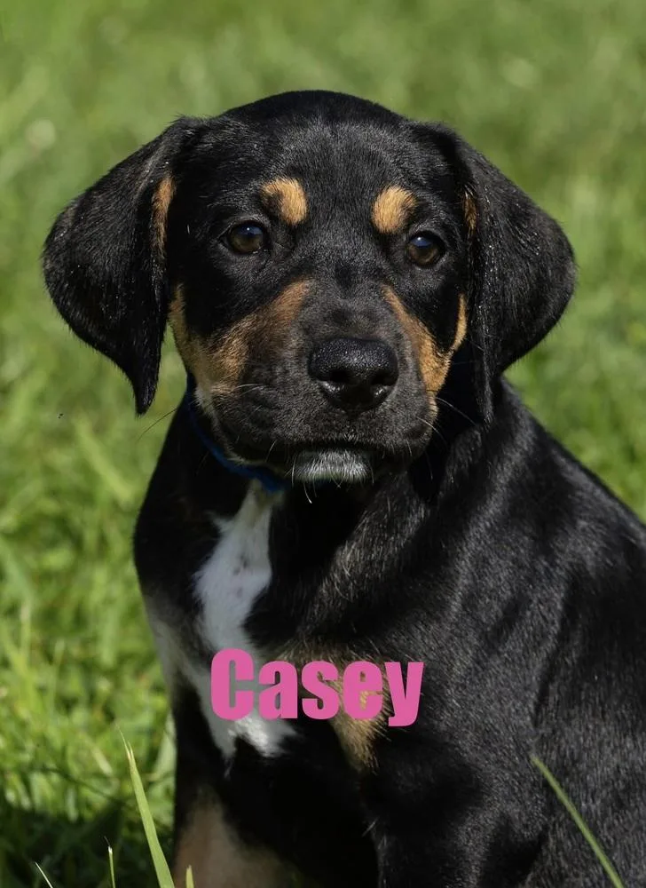 A baby medium-sized female Mountain Cur dog named Casey for adoption in Irwin, PA