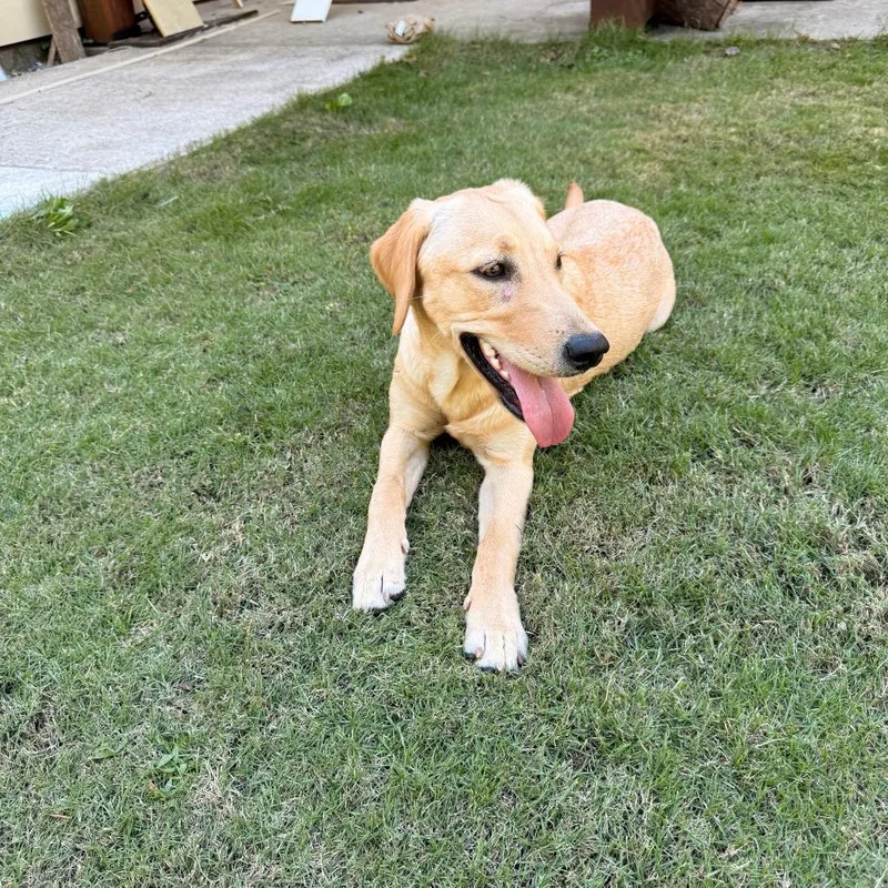 An adult medium-sized female Yellow / Tan / Blond / Fawn Mixed Breed dog named StrayCooperCreekRoad for adoption in Columbus, GA