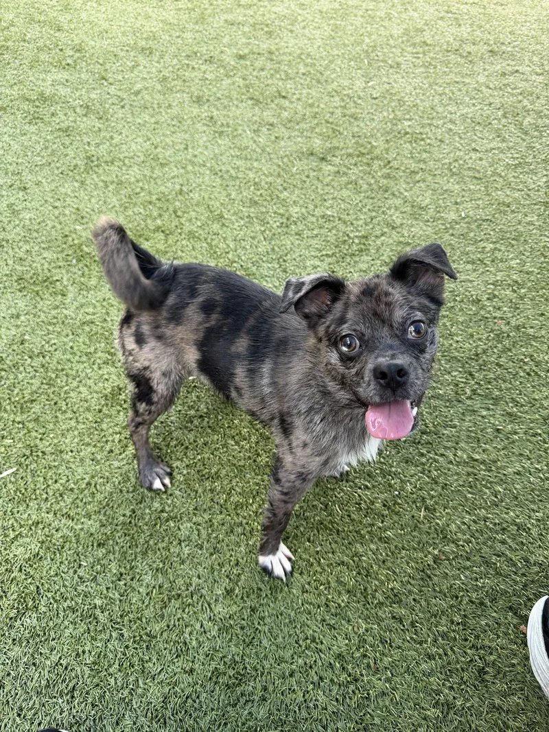 A baby small-sized male Mixed Breed dog named Rizzo for adoption in Holbrook, NY