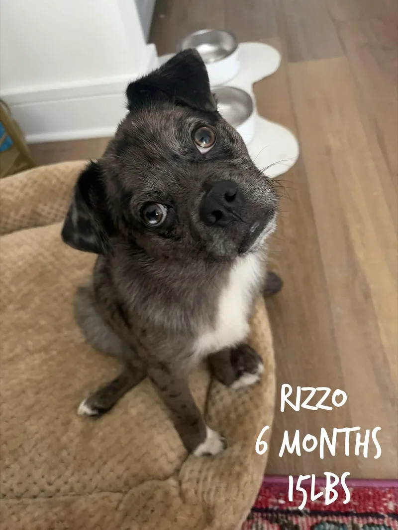 Rizzo thumbnail 2