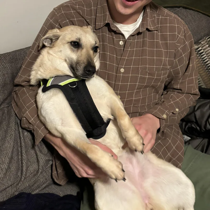 A young small-sized female Mixed Breed dog named Crystal for adoption in New York, NY